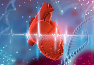 A 3D medical illustration of a human heart with a cardiogram in the foreground and a blue background that includes DNA helices. A 3D medical illustration of a human heart with a cardiogram in the foreground and a blue background that includes DNA helices.
